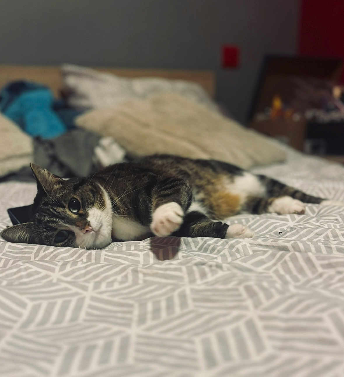 Moon a rejoint le concours — aidez-le/la à gagner de superbes lots ! cat, tabby, bed, indoor, pet, animal, resting, feline, cute, lazy, cozy, whiskers, paws, lying_down, domestic, striped, fur, home, sleepy, relaxed