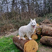 Naiko participe au concours pour gagner de l'argent avec cette photo : dog, white_dog, log, forest, trees, grass, outdoor, animal, pet, nature, wood, tree_stump, canine, happy_dog, tongue_out, fur, standing, daylight, woodpile, smiling