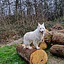 dog, white_dog, log, forest, trees, grass, outdoor, animal, pet, nature, wood, tree_stump, canine, happy_dog, tongue_out, fur, standing, daylight, woodpile, smiling