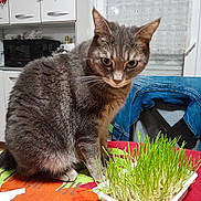 Anaïs participe au concours pour gagner de l'argent avec cette photo : cat, tabby_cat, plant, sprouts, tablecloth, indoor, kitchen, window, curtains, chair, clothing, domestic_animal, pet, feline, fur, whiskers, ears, greenery, table, food