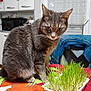 cat, tabby_cat, plant, sprouts, tablecloth, indoor, kitchen, window, curtains, chair, clothing, domestic_animal, pet, feline, fur, whiskers, ears, greenery, table, food