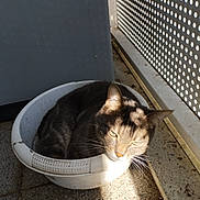 Anaïs participe au concours pour gagner de l'argent avec cette photo : cat, plastic_basin, sunlight, shadow, balcony, floor, gray_cat, relaxed, domestic_animal, pet, daylight, outdoor, metal_railing, pattern, resting, whiskers, ear, fur, quiet, cozy