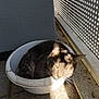 balcony, cat, cozy, daylight, domestic_animal, ear, floor, fur, gray_cat, metal_railing, outdoor, pattern, pet, plastic_basin, quiet, relaxed, resting, shadow, sunlight, whiskers