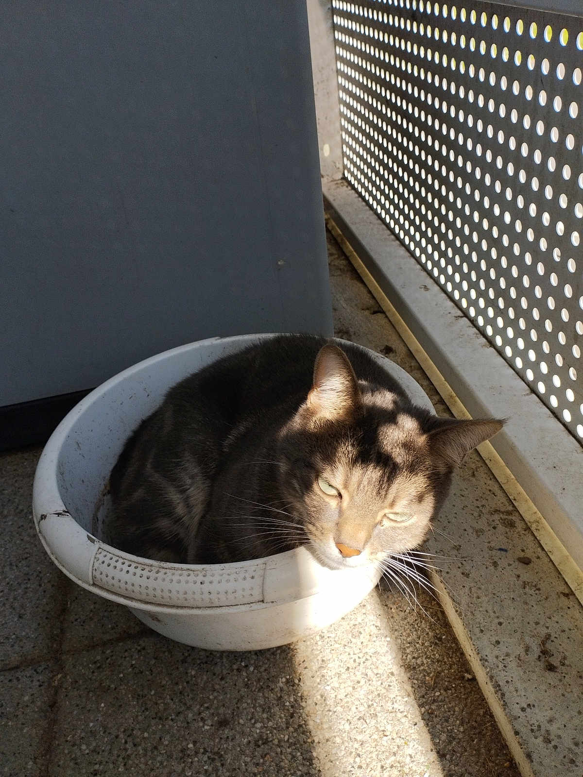 Anaïs participe au concours pour gagner de l'argent avec cette photo : cat, plastic_basin, sunlight, shadow, balcony, floor, gray_cat, relaxed, domestic_animal, pet, daylight, outdoor, metal_railing, pattern, resting, whiskers, ear, fur, quiet, cozy