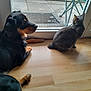 Anaïs participe au concours pour gagner de l'argent avec cette photo : animal, black_dog, cat, companion, dog, domestic, door, flooring, glass_door, gray_cat, home, indoor, looking_outside, natural_light, pet, quiet, relaxed, side_view, window, wooden_floor