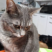 Anaïs a rejoint le concours — aidez-le/la à gagner de superbes lots ! animal, blurred_background, cabinet, cat, close_up, curious, dog, domestic, fur, furniture, gray_tabby, home, indoor, kitchen, looking_down, mammal, microwave, pet, table, whiskers