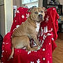 dog, brown_dog, chair, red_blanket, snowflake_pattern, indoor, wooden_floor, sitting, furniture, pet, canine, home, living_room, blanket, domestic_animal, curious, relaxed, household_items, shelf, decor