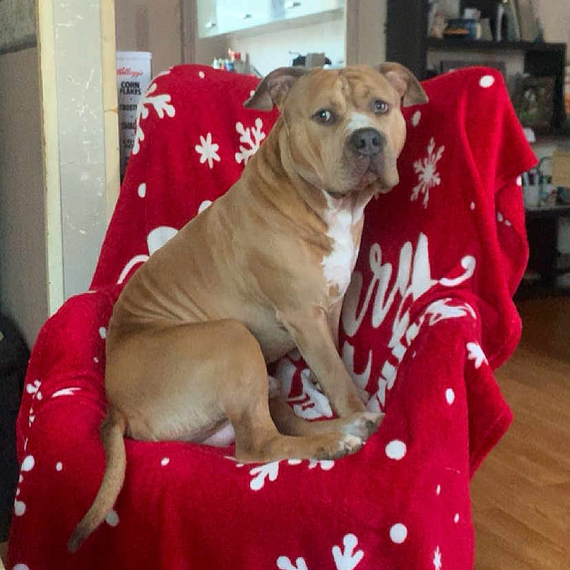 Django a rejoint le concours — aidez-le/la à gagner de superbes lots ! blanket, brown_dog, canine, chair, curious, decor, dog, domestic_animal, furniture, home, household_items, indoor, living_room, pet, red_blanket, relaxed, shelf, sitting, snowflake_pattern, wooden_floor