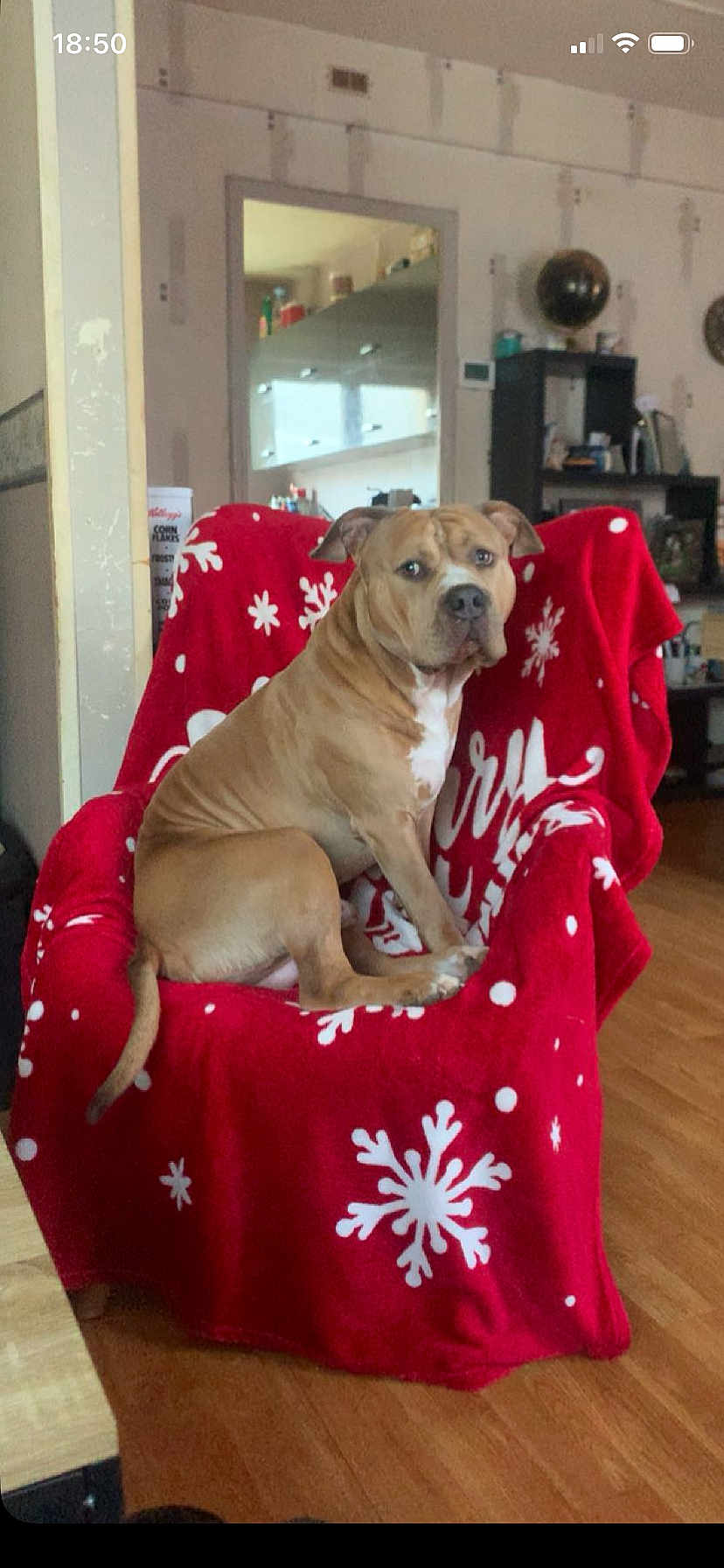 Django a rejoint le concours — aidez-le/la à gagner de superbes lots ! dog, brown_dog, chair, red_blanket, snowflake_pattern, indoor, wooden_floor, sitting, furniture, pet, canine, home, living_room, blanket, domestic_animal, curious, relaxed, household_items, shelf, decor