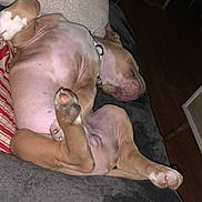 Django participe au concours pour gagner de l'argent avec cette photo : dog, sleeping, couch, indoor, relaxed, pet, paw, collar, fur, canine, resting, cozy, blanket, living_room, comfort, animal, domestic, laying_down, brown, white