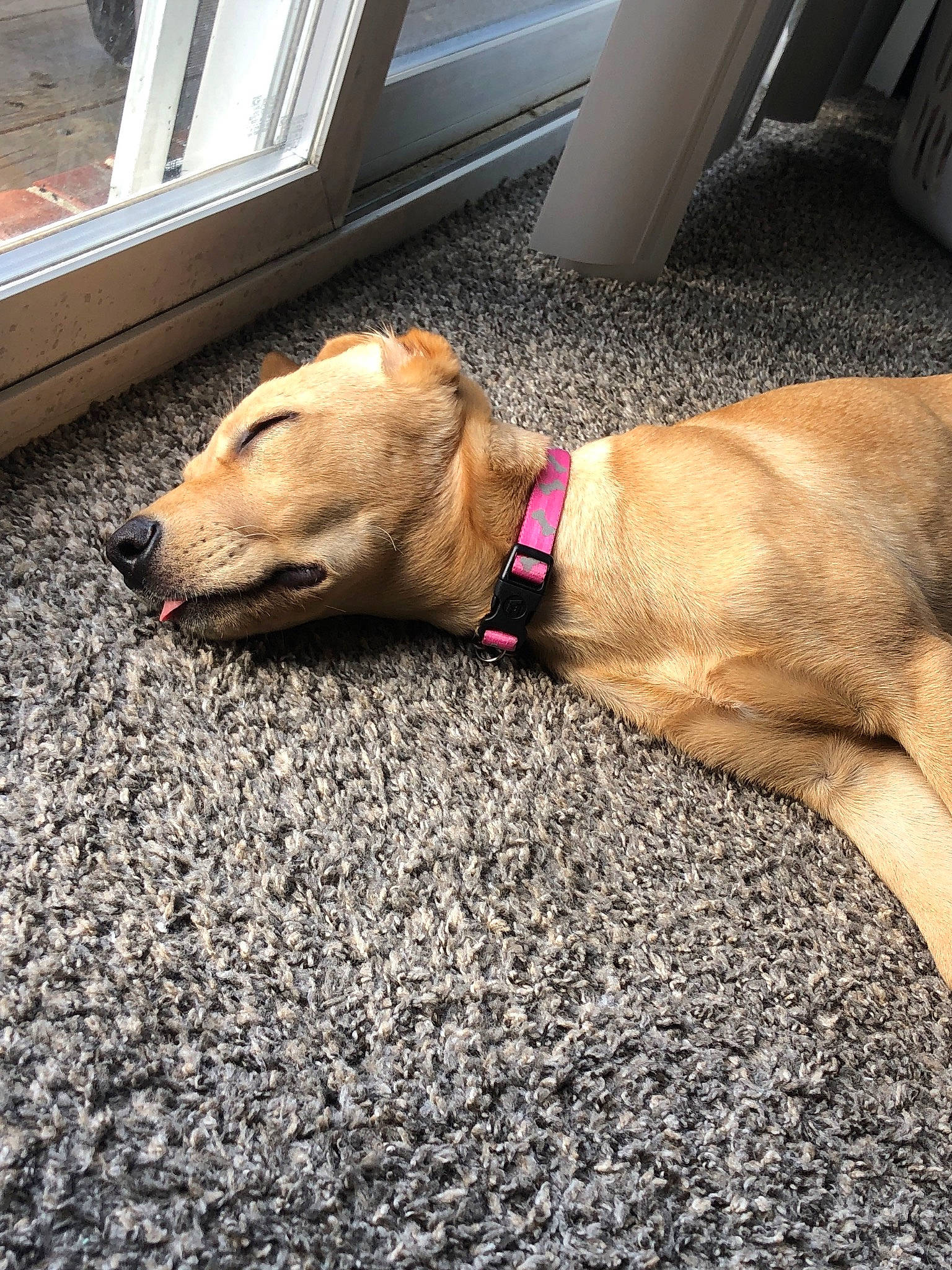 Kiara is registered to the contest to win money with this photo: asphalt, carnivore, collar, companion_dog, dog, dog_breed, dog_collar, dog_supply, fashion_accessory, fawn, flooring, foot, glasses, human_leg, leash, pet_supply, road_surface, sidewalk, snout, working_animal