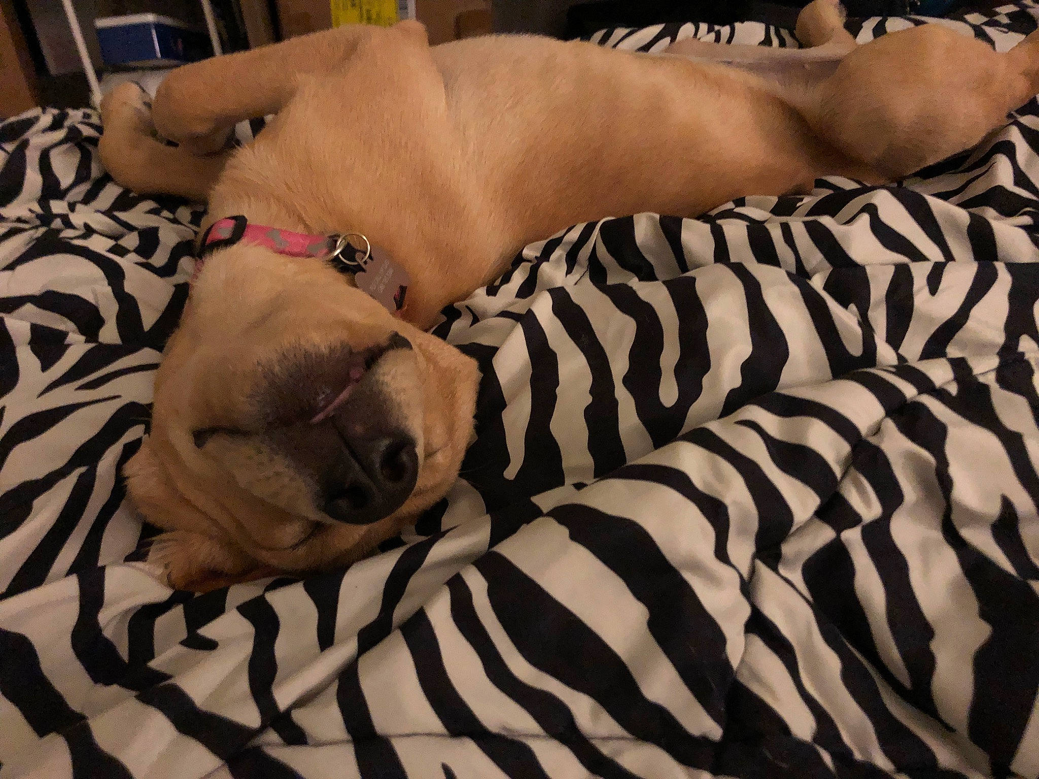 Kiara joined the competition — help win amazing prizes! abdomen, barechested, bedding, chest, comfort, companion_dog, dog, elbow, fawn, flesh, flooring, fur, human_leg, knee, landscape, linens, pattern, room, thigh, trunk