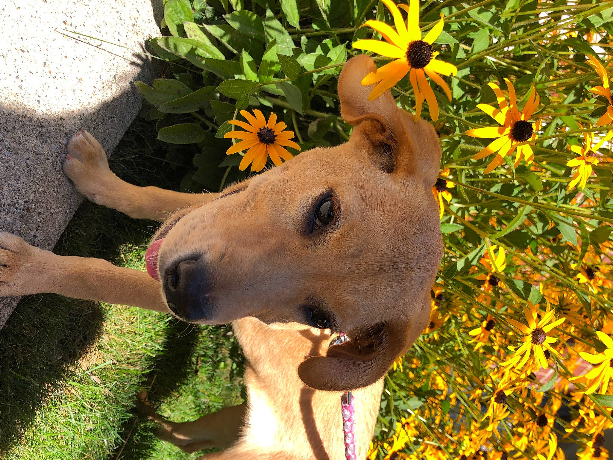 Kiara is registered to the contest to win money with this photo: annual_plant, canidae, carnivore, companion_dog, dog, dog_breed, fawn, flower, flowering_plant, flowerpot, grass, happy, herbaceous_plant, people_in_nature, petal, plant, snout, sporting_group, wildflower, working_animal