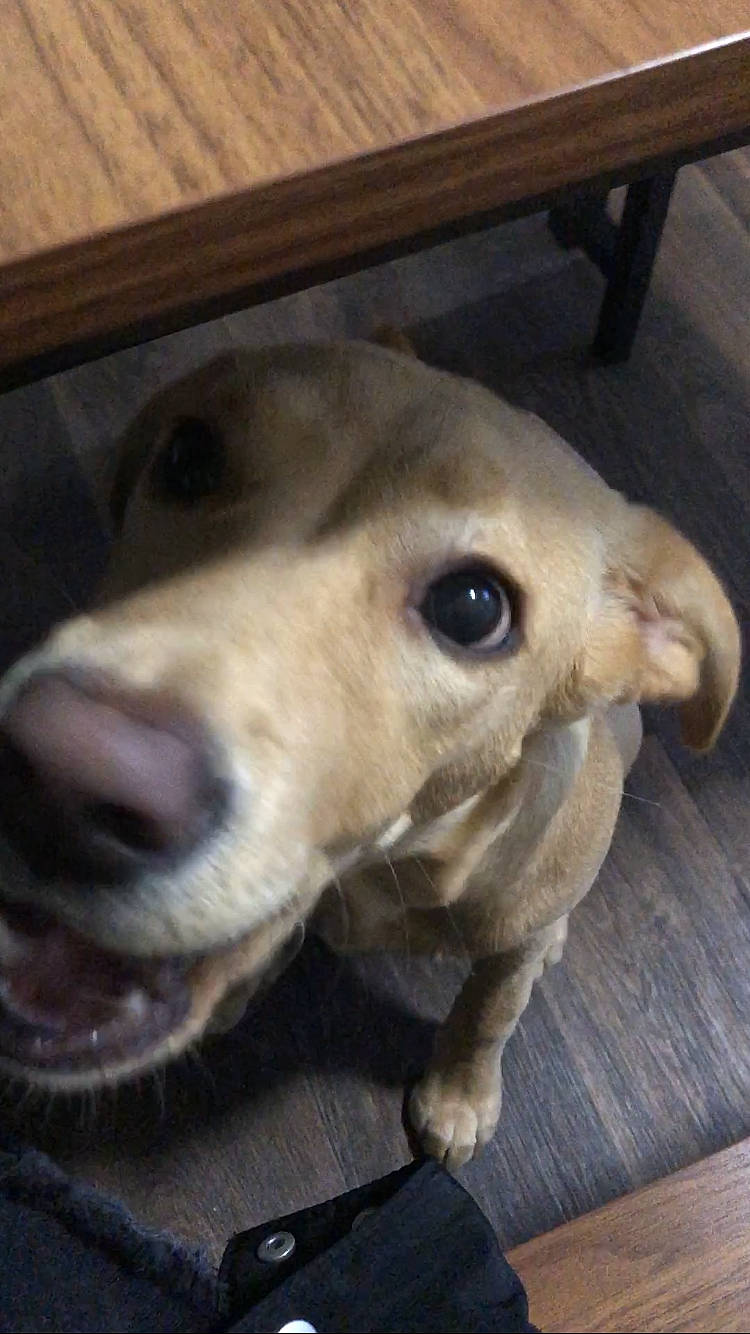 Kiara joined the competition — help win amazing prizes! canidae, carnivore, companion_dog, dog, dog_breed, ear, fawn, flooring, fur, golden_retriever, hardwood, jaw, paw, pet_supply, plank, snout, sporting_group, whiskers, wood, working_animal