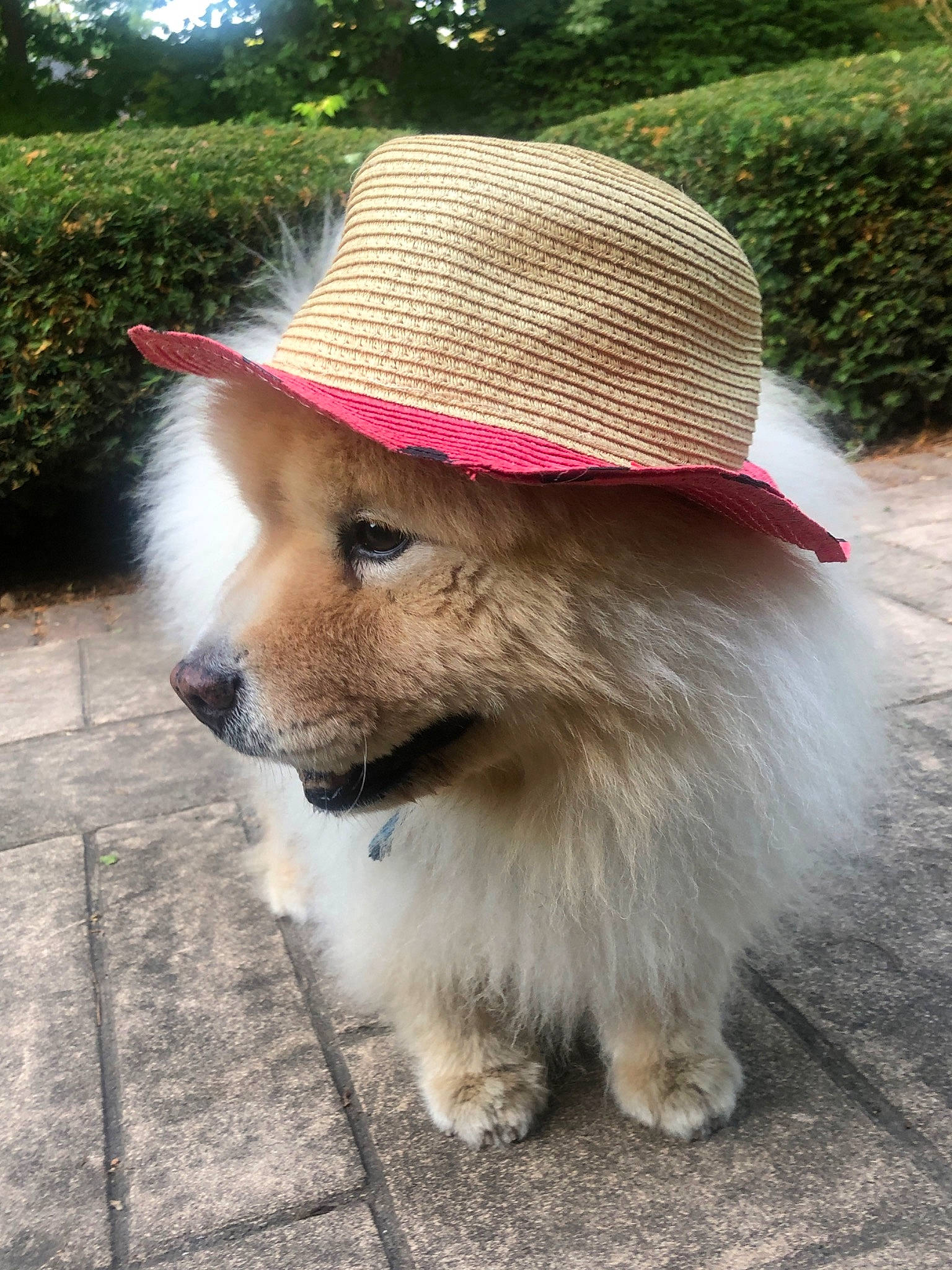 Simba is registered to the contest to win money with this photo: carnivore, collar, companion_dog, dog, dog_breed, fashion_accessory, fawn, fedora, fur, grass, hair, hat, plant, snout, sporting_group, sun_hat, sunglasses, whiskers, wood, working_animal