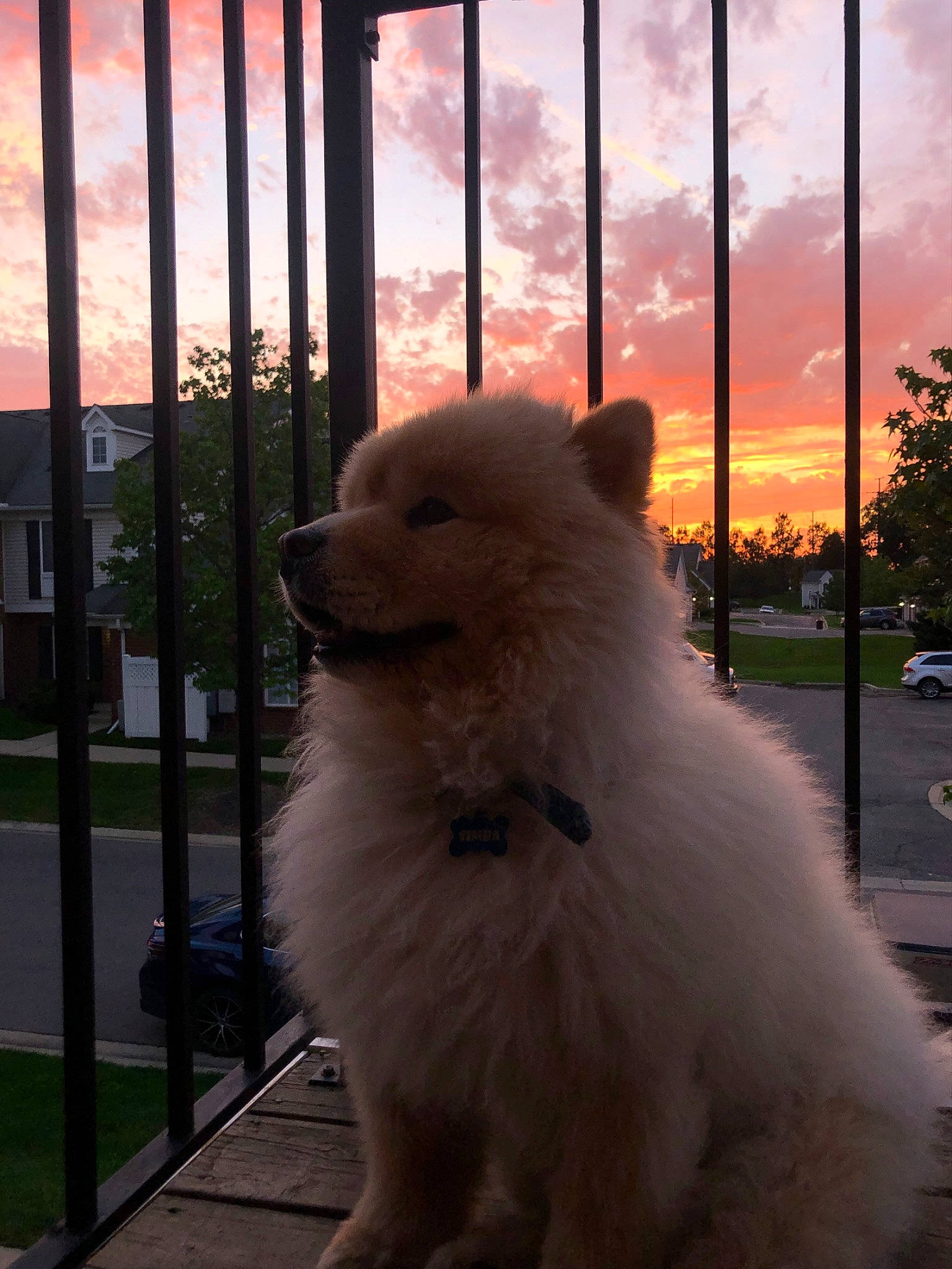 Simba is registered to the contest to win money with this photo: canidae, carnivore, cloud, companion_dog, dog, dog_breed, evening, fawn, fur, german_spitz, indian_spitz, japanese_spitz, plant, samoyed, shade, sky, spitz, sporting_group, tints_and_shades, tree
