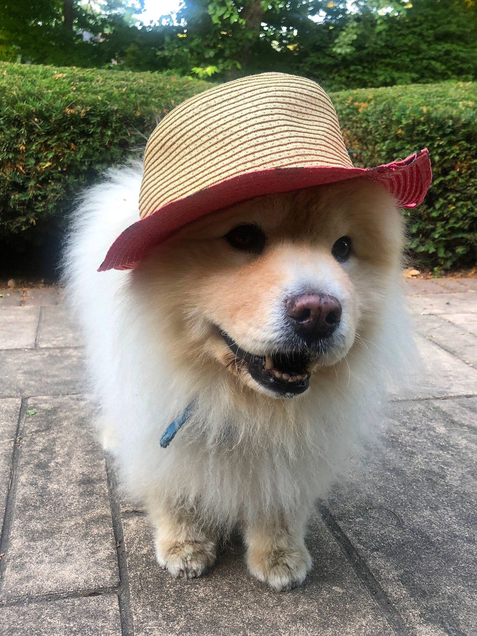 Simba joined the competition — help win amazing prizes! canidae, carnivore, collar, companion_dog, dog, dog_breed, dog_collar, dog_supply, fashion_accessory, fawn, fur, grass, hat, plant, snout, sporting_group, sun_hat, tree, whiskers, working_animal