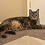 Mocha joined the competition — help win amazing prizes! cat, tabby, pet, animal, indoor, carpet, floor, door, wall, relaxed, lying_down, feline, whiskers, ears, fur, domestic_animal, cute, curious, resting, looking