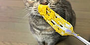 Mocha is registered to the contest to win money with this photo: cat, tabby, fork, food, floor, wooden_floor, pet, whiskers, curious, indoor, animal, feline, closeup, black_bag, looking_up, domestic_cat, cute, sniffing, young_cat, ears