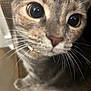 Mocha joined the competition — help win amazing prizes! cat, close_up, whiskers, fur, curious, pet, animal, indoor, eyes, face, tabby, cute, feline, portrait, domestic_cat, collar, soft_focus, muzzle, nose, ears