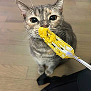 Mocha joined the competition — help win amazing prizes! cat, tabby, fork, food, floor, wooden_floor, pet, whiskers, curious, indoor, animal, feline, closeup, black_bag, looking_up, domestic_cat, cute, sniffing, young_cat, ears