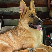 Tara joined the competition — help win amazing prizes! dog, german_shepherd, pet, canine, indoors, couch, leather, panting, tongue_out, ears_up, fur, relaxed, home, furniture, wooden_wall, paw, animal, companion, mammal, domestic