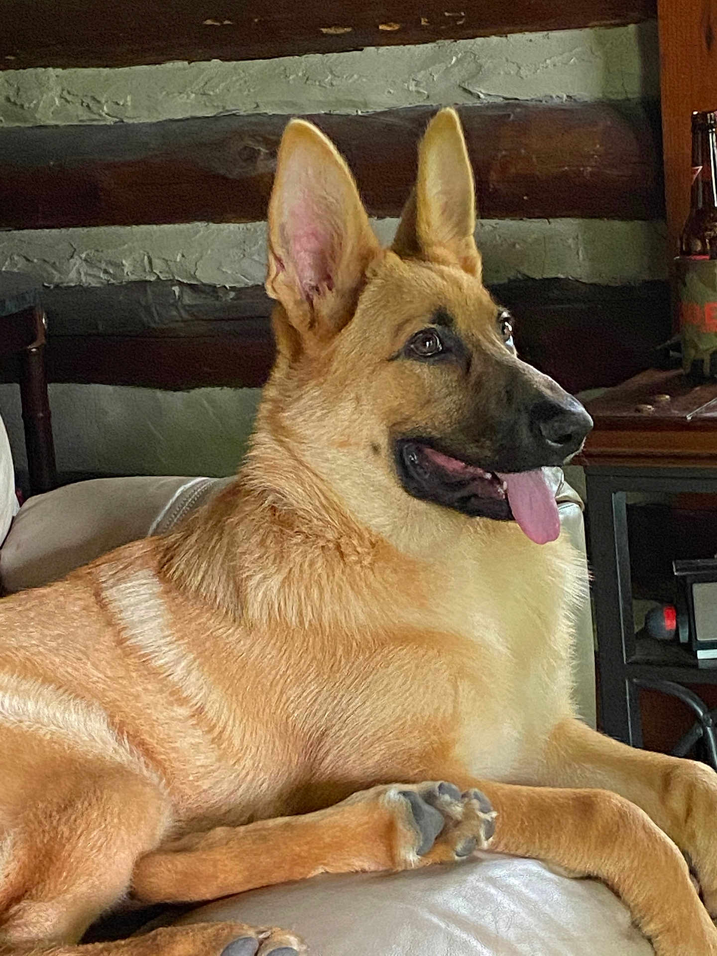 Tara joined the competition — help win amazing prizes! dog, german_shepherd, pet, canine, indoors, couch, leather, panting, tongue_out, ears_up, fur, relaxed, home, furniture, wooden_wall, paw, animal, companion, mammal, domestic