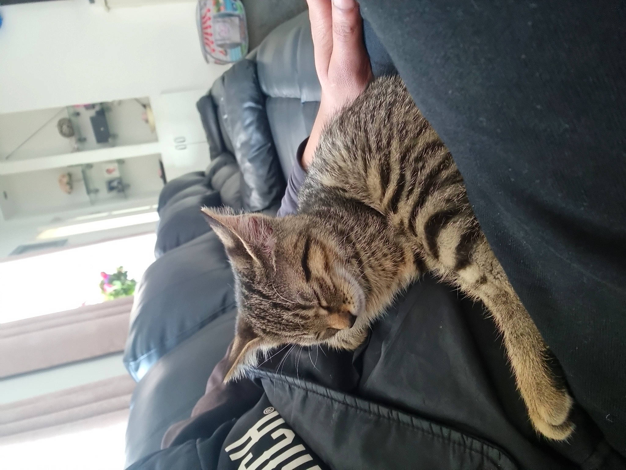 Coco is registered to the contest to win money with this photo: carnivore, cat, claw, comfort, domestic_short_haired_cat, felidae, fur, grey, military_camouflage, paw, plant, shelf, sitting, small_to_medium_sized_cats, snout, tail, terrestrial_animal, tree, whiskers