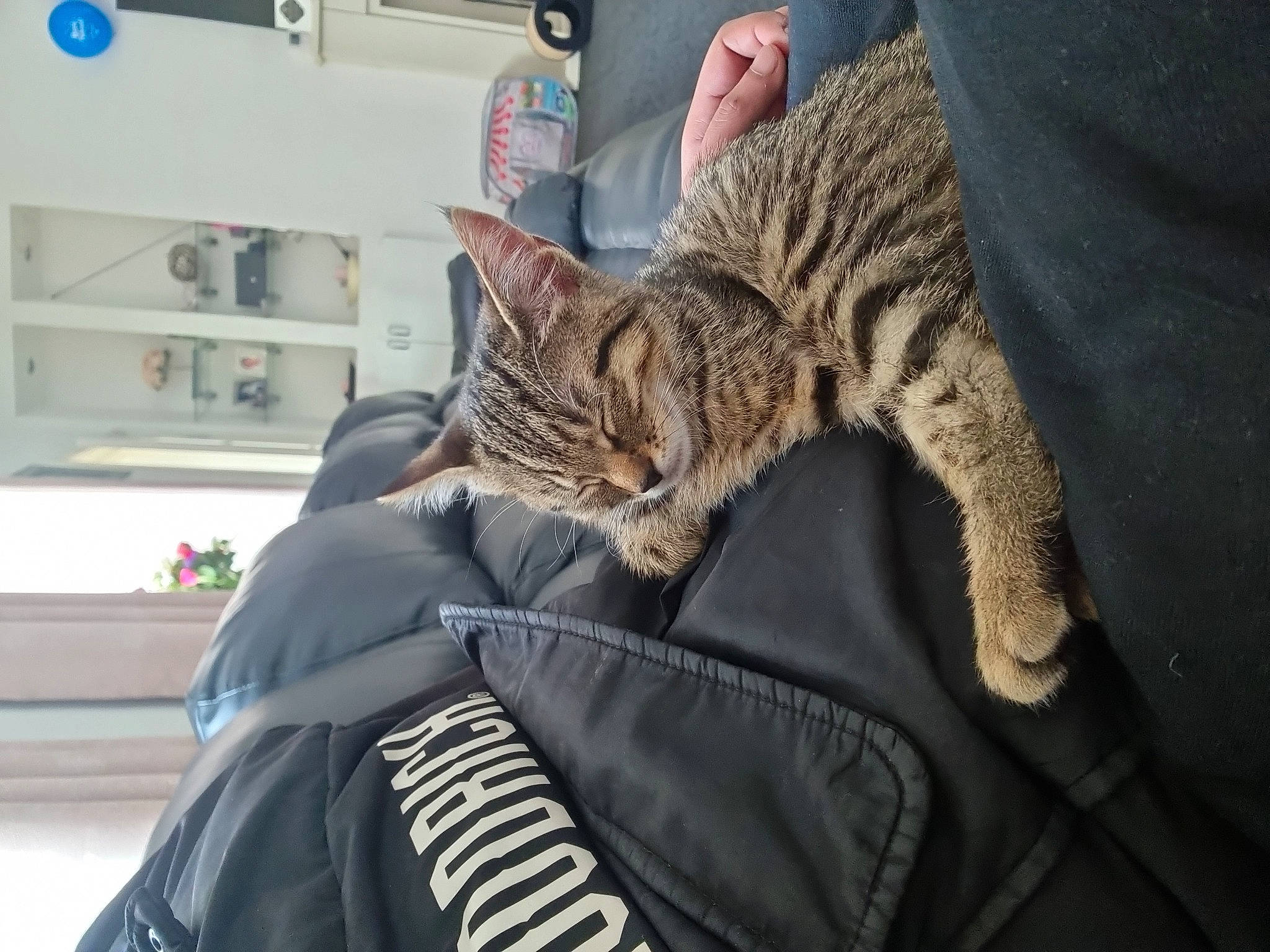 Coco is registered to the contest to win money with this photo: bag, carnivore, cat, claw, comfort, domestic_short_haired_cat, felidae, fur, human_leg, nap, paw, shelf, sitting, small_to_medium_sized_cats, snout, tail, terrestrial_animal, tree, whiskers