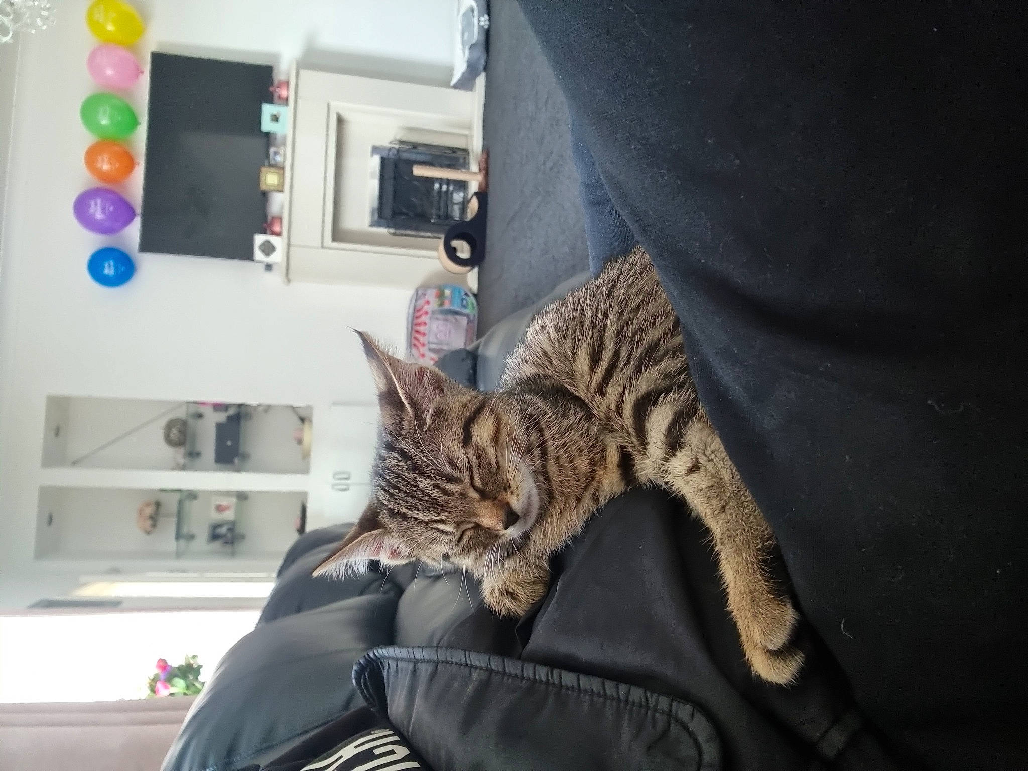 Coco joined the competition — help win amazing prizes! bookcase, cabinetry, carnivore, cat, comfort, couch, domestic_short_haired_cat, drawer, felidae, fur, grey, machine, shelf, shelving, sitting, small_to_medium_sized_cats, snout, tail, tree, whiskers