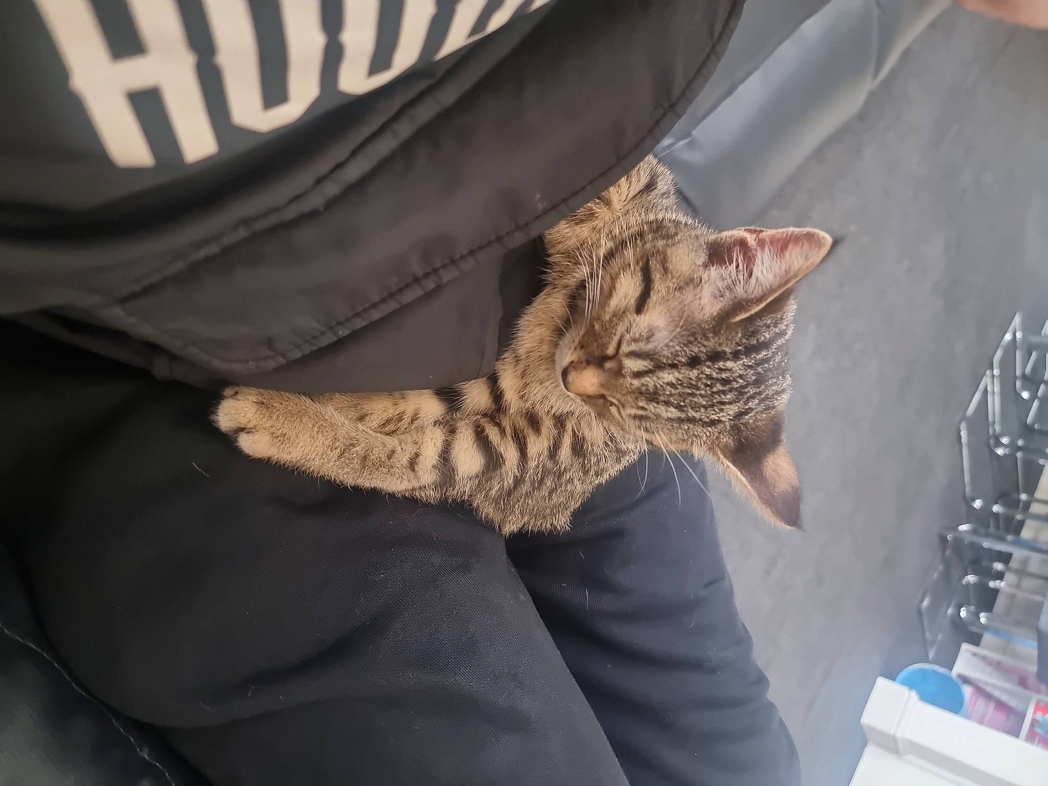 Coco joined the competition — help win amazing prizes! carnivore, cat, claw, comfort, domestic_short_haired_cat, felidae, fur, pattern, paw, sitting, sleeve, small_to_medium_sized_cats, tail, terrestrial_animal, whiskers