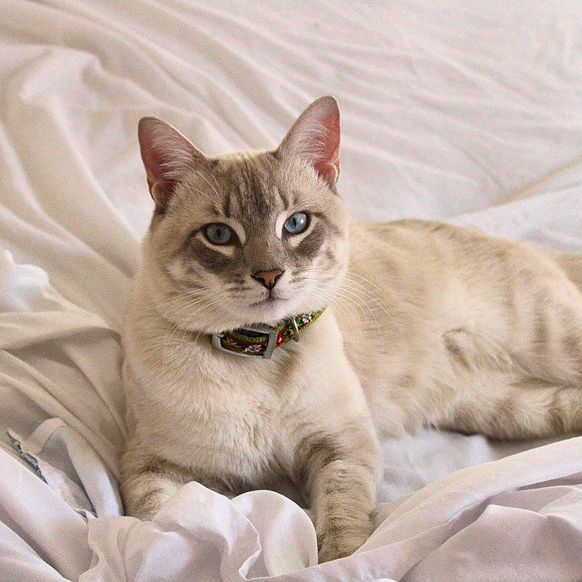 Dobbi is registered to the contest to win money with this photo: carnivore, cat, cat_supply, claw, comfort, domestic_short_haired_cat, fang, fawn, felidae, fur, paw, pet_supply, photo_caption, sitting, small_to_medium_sized_cats, snout, tail, terrestrial_animal, whiskers, wildlife