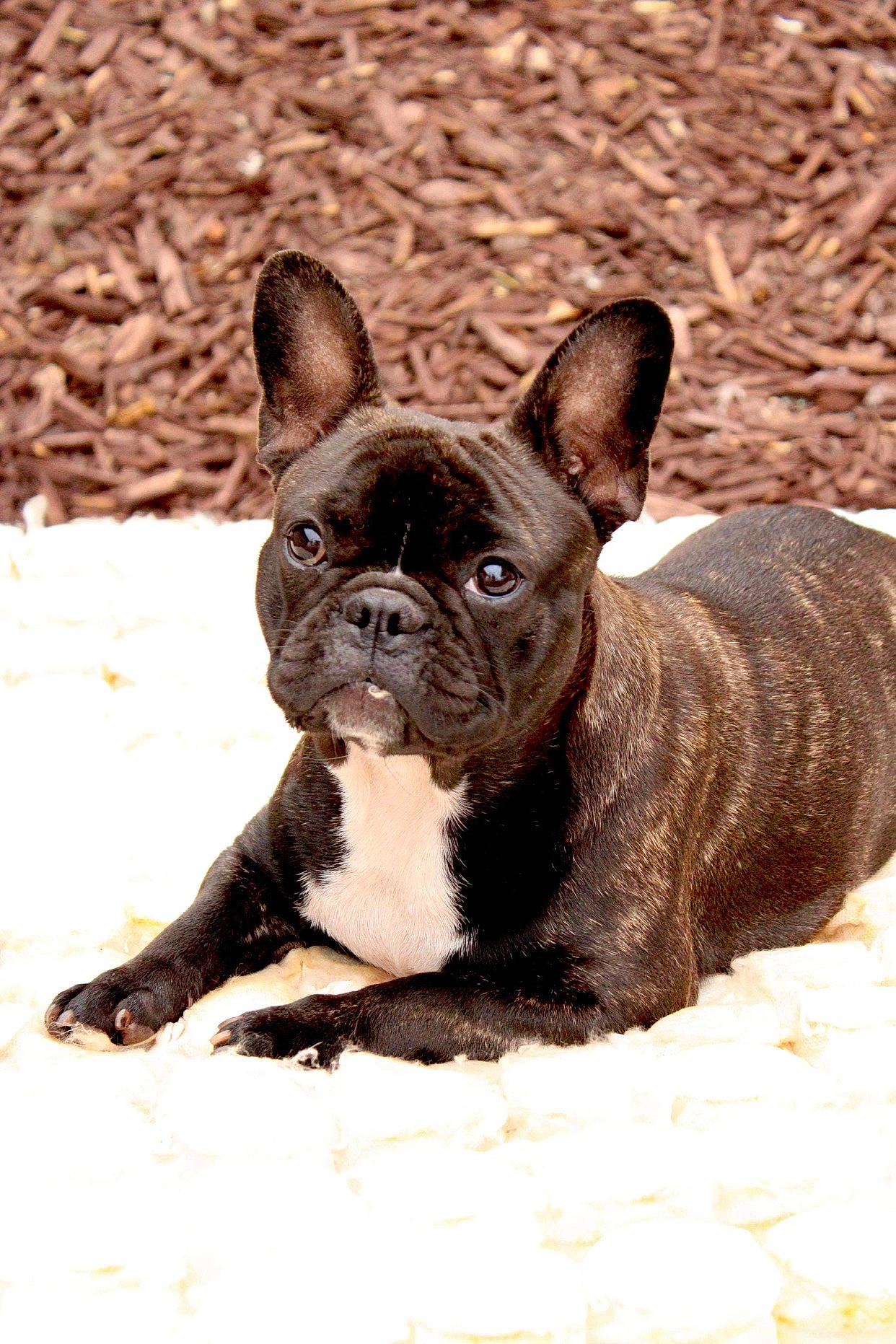 Kira is registered to the contest to win money with this photo: bulldog, canidae, carnivore, companion_dog, dog, dog_breed, dog_collar, ear, fawn, french_bulldog, grass, human_body, liver, snout, sporting_group, terrestrial_animal, toy_dog, whiskers, working_animal, wrinkle