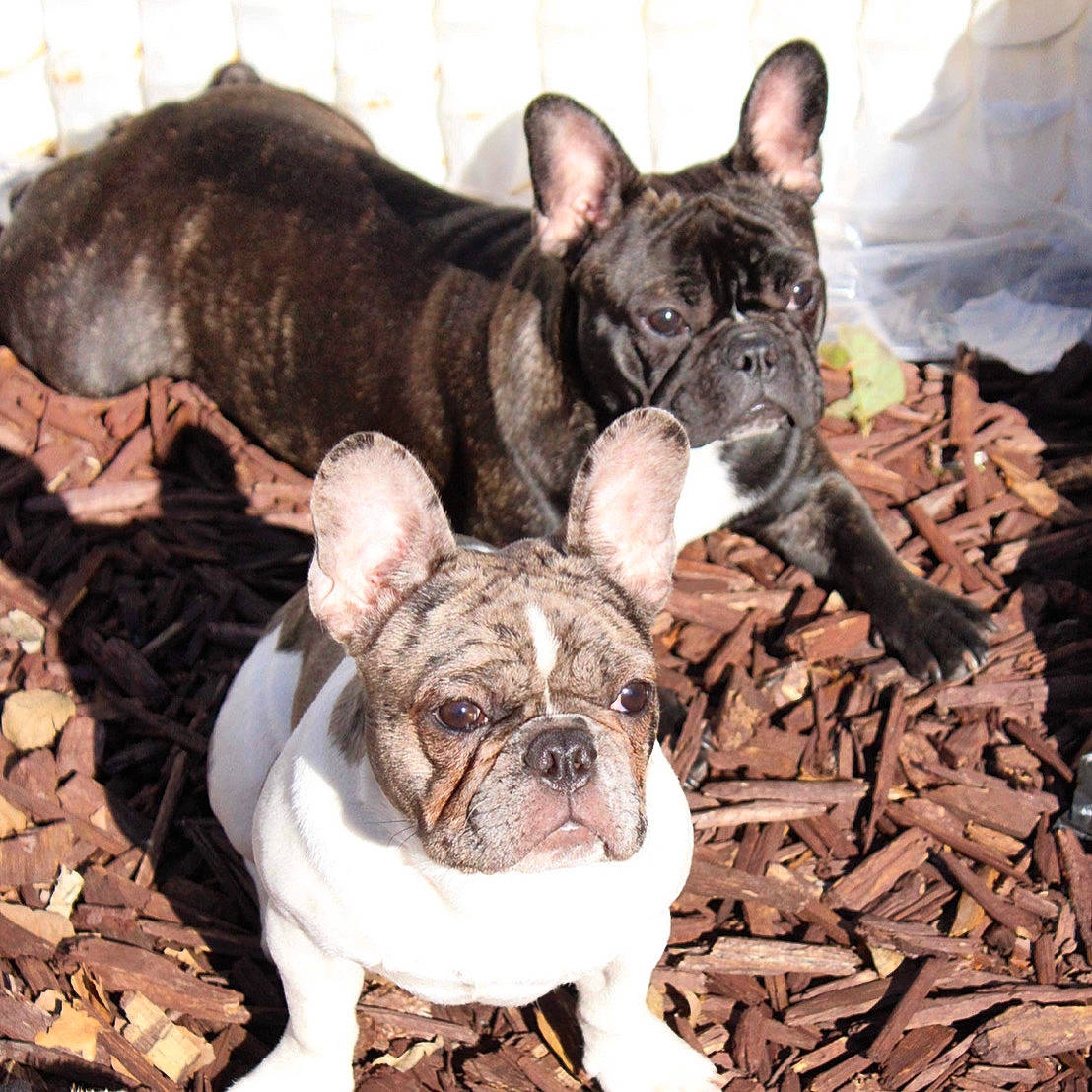 Kira is registered to the contest to win money with this photo: bulldog, canidae, carnivore, comfort, companion_dog, dog, dog_breed, ear, fawn, french_bulldog, grass, mammal, snout, sporting_group, terrestrial_animal, toy_dog, vertebrate, whiskers, working_animal, wrinkle