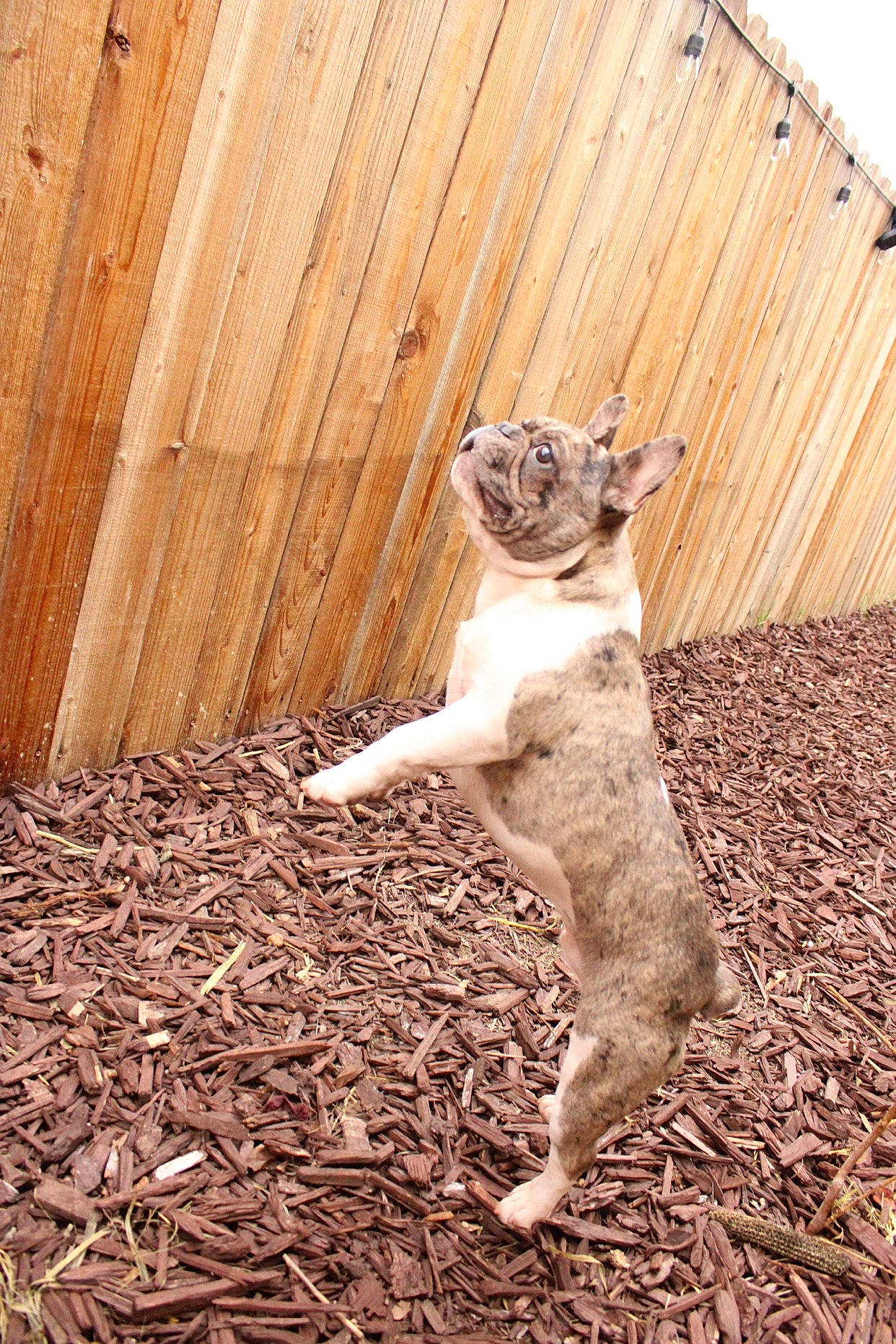 Chapo is registered to the contest to win money with this photo: carnivore, cat, dog_breed, domestic_short_haired_cat, eye, fawn, felidae, fur, grass, paw, plant, small_to_medium_sized_cats, snout, soil, tail, terrestrial_animal, tree, trunk, whiskers, wood