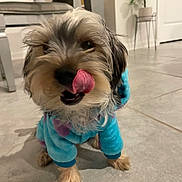 Valentino is registered to the contest to win money with this photo: dog, puppy, pet, tongue_out, blue_hoodie, indoor, floor, tile, furniture, plant, cute, small_dog, fluffy, animal, mammal, canine, home, tongue, playful, cozy