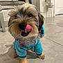 dog, puppy, pet, tongue_out, blue_hoodie, indoor, floor, tile, furniture, plant, cute, small_dog, fluffy, animal, mammal, canine, home, tongue, playful, cozy