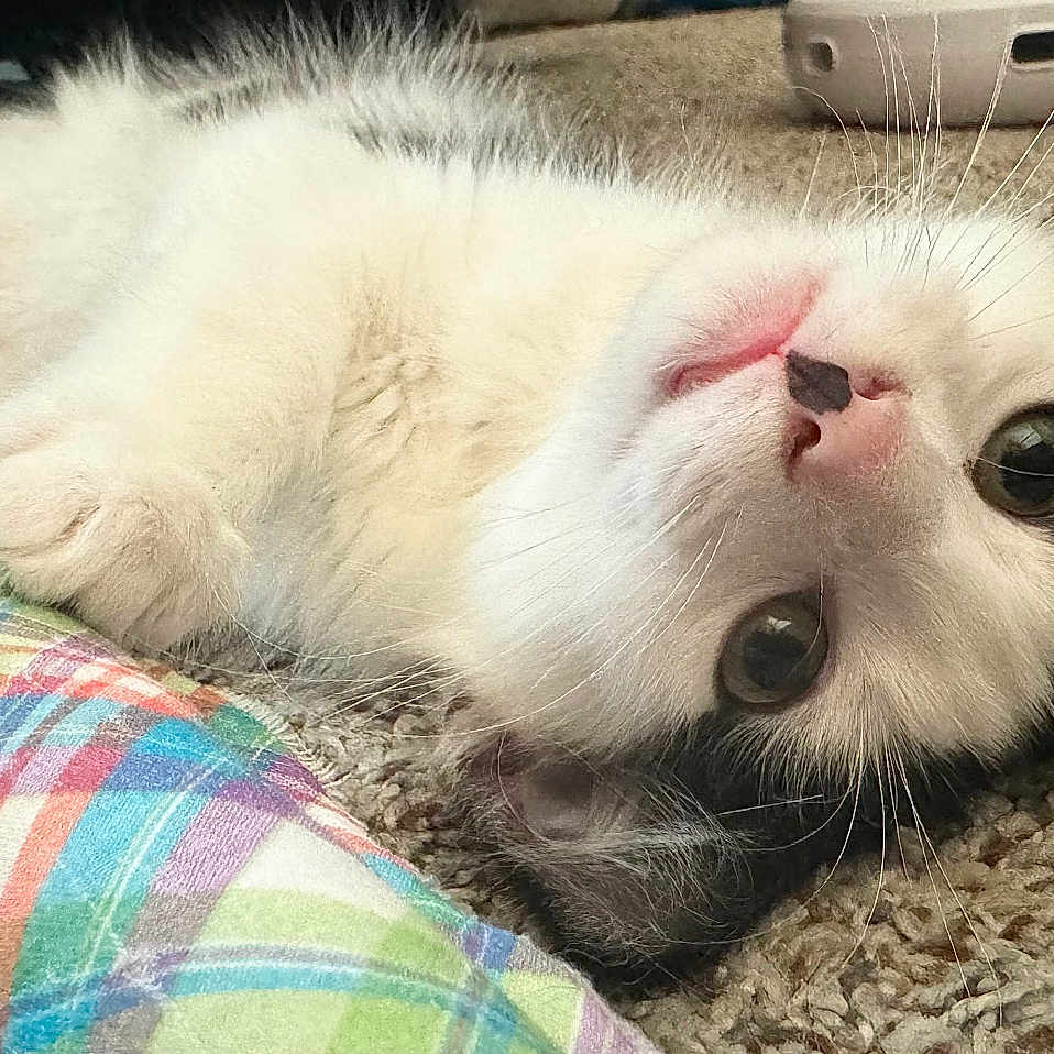Sozo joined the competition — help win amazing prizes! animal, black_and_white, carpet, cat, closeup, curious, cute, domestic, fabric, fur, indoor, kitten, lying_down, pet, plaid, playful, resting, toy, whiskers, young