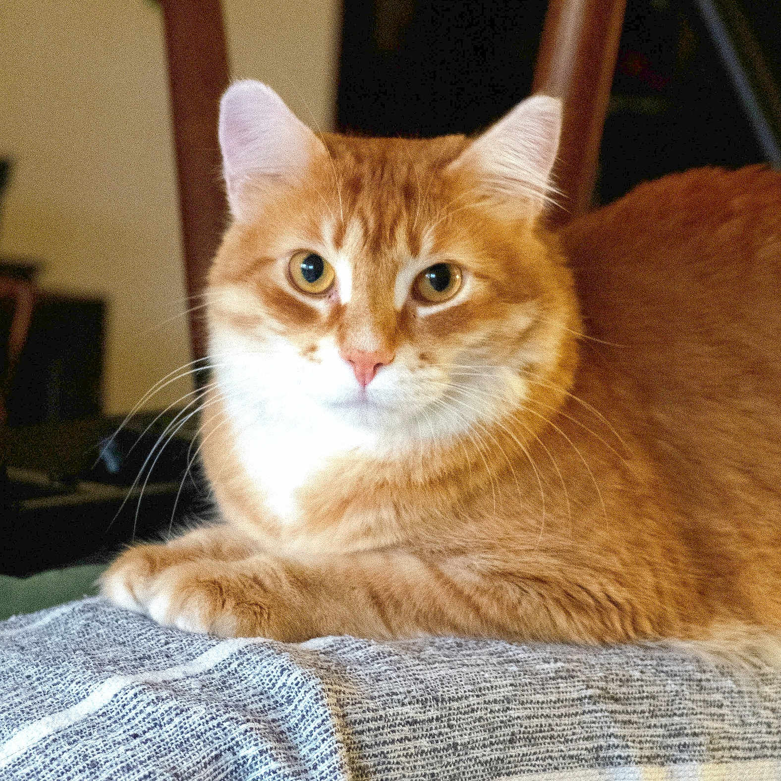 Peptide a rejoint le concours — aidez-le/la à gagner de superbes lots ! animal, blanket, cat, closeup, cozy, curious, cute, domestic_animal, ears, eyes, feline, fur, indoor, nose, orange_tabby, paws, pet, portrait, resting, whiskers