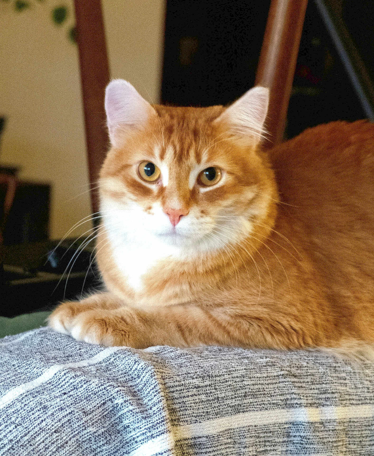 Peptide a rejoint le concours — aidez-le/la à gagner de superbes lots ! cat, orange_tabby, feline, pet, animal, whiskers, fur, ears, eyes, nose, paws, blanket, indoor, cozy, resting, domestic_animal, cute, curious, portrait, closeup
