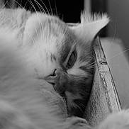 Peptide a rejoint le concours — aidez-le/la à gagner de superbes lots ! animal, black_and_white, cat, close_up, cozy, eye, face, feline, fur, indoor, nose, pet, portrait, relaxed, resting, sleepy, snuggled, soft_focus, whiskers, wooden_box