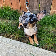 Toby joined the competition — help win amazing prizes! dog, merle_coat, heterochromia, grass, leash, fence, outdoor, pet, canine, curious, animal, ears, sidewalk, brown, black, white, tan, small_dog, waiting, cute