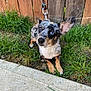 dog, merle_coat, heterochromia, grass, leash, fence, outdoor, pet, canine, curious, animal, ears, sidewalk, brown, black, white, tan, small_dog, waiting, cute