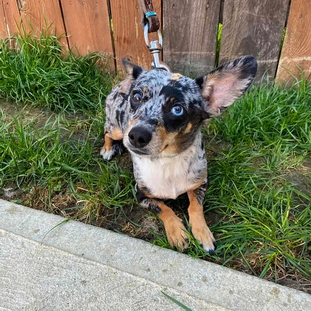 Toby joined the competition — help win amazing prizes! animal, black, brown, canine, curious, cute, dog, ears, fence, grass, heterochromia, leash, merle_coat, outdoor, pet, sidewalk, small_dog, tan, waiting, white
