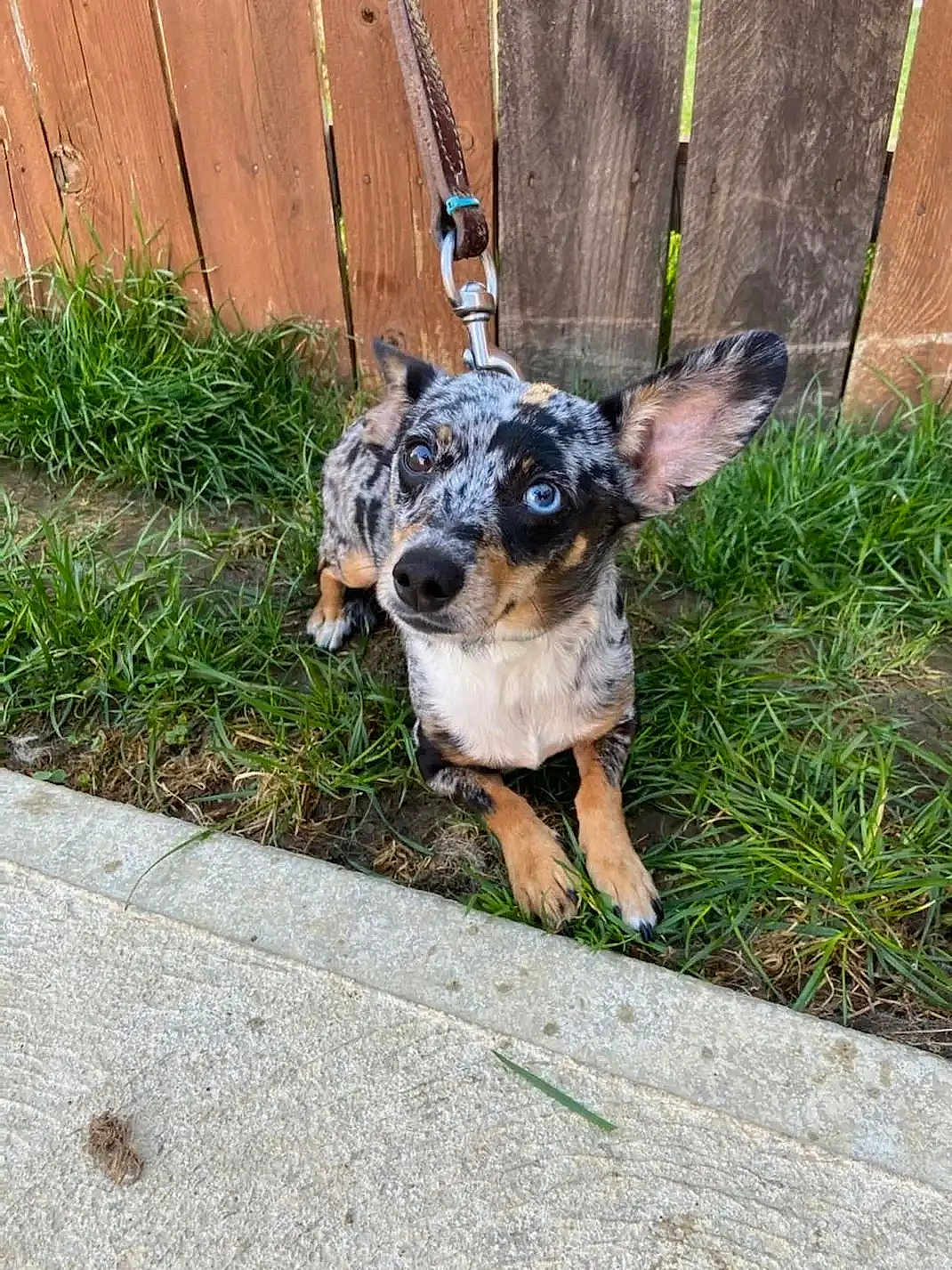 Toby joined the competition — help win amazing prizes! dog, merle_coat, heterochromia, grass, leash, fence, outdoor, pet, canine, curious, animal, ears, sidewalk, brown, black, white, tan, small_dog, waiting, cute