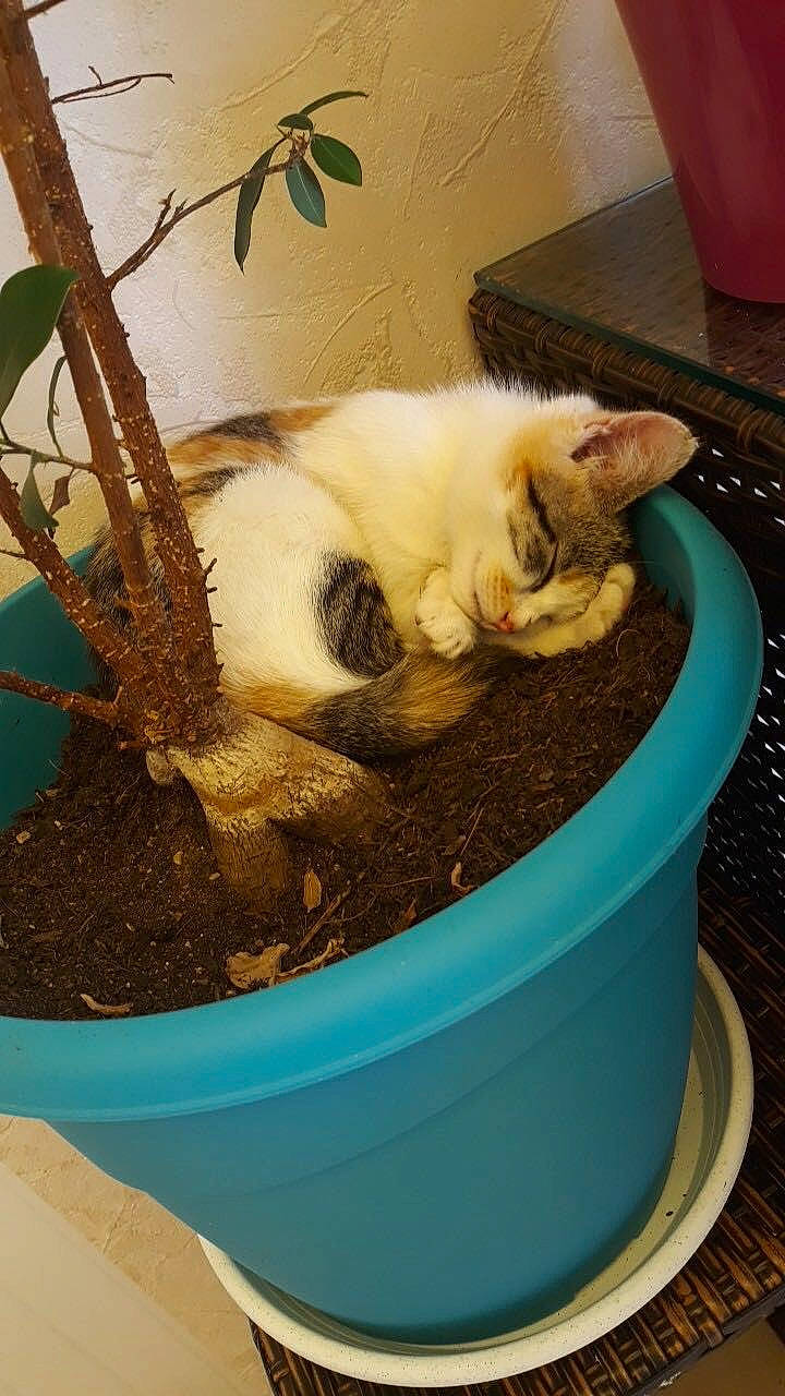 Riette participe au concours pour gagner de l'argent avec cette photo : carnivore, cat, european_shorthair, fawn, felidae, flowerpot, german_rex, houseplant, small_to_medium_sized_cats, tail, turkish_van, whiskers