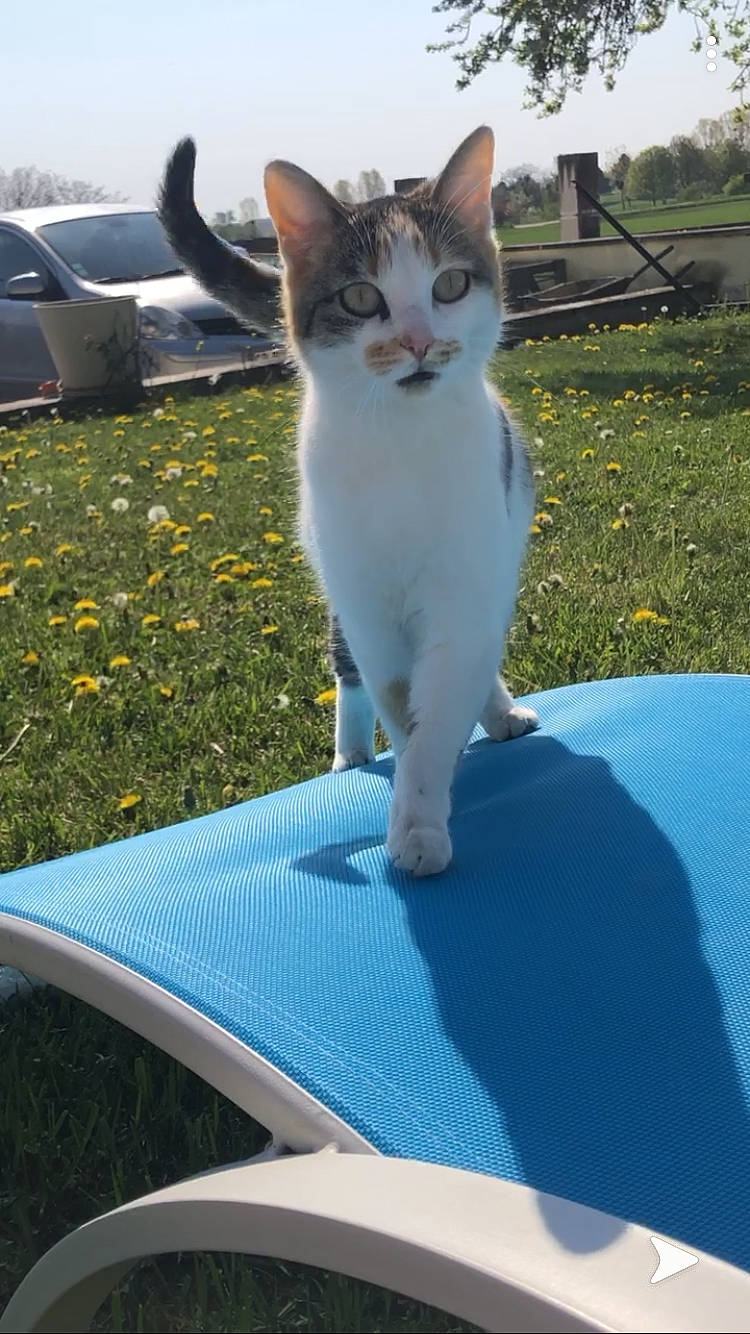 Riette a rejoint le concours — aidez-le/la à gagner de superbes lots ! aegean_cat, carnivore, cat, domestic_short_haired_cat, felidae, kitten, mammal, small_to_medium_sized_cats, tail, turkish_van, whiskers