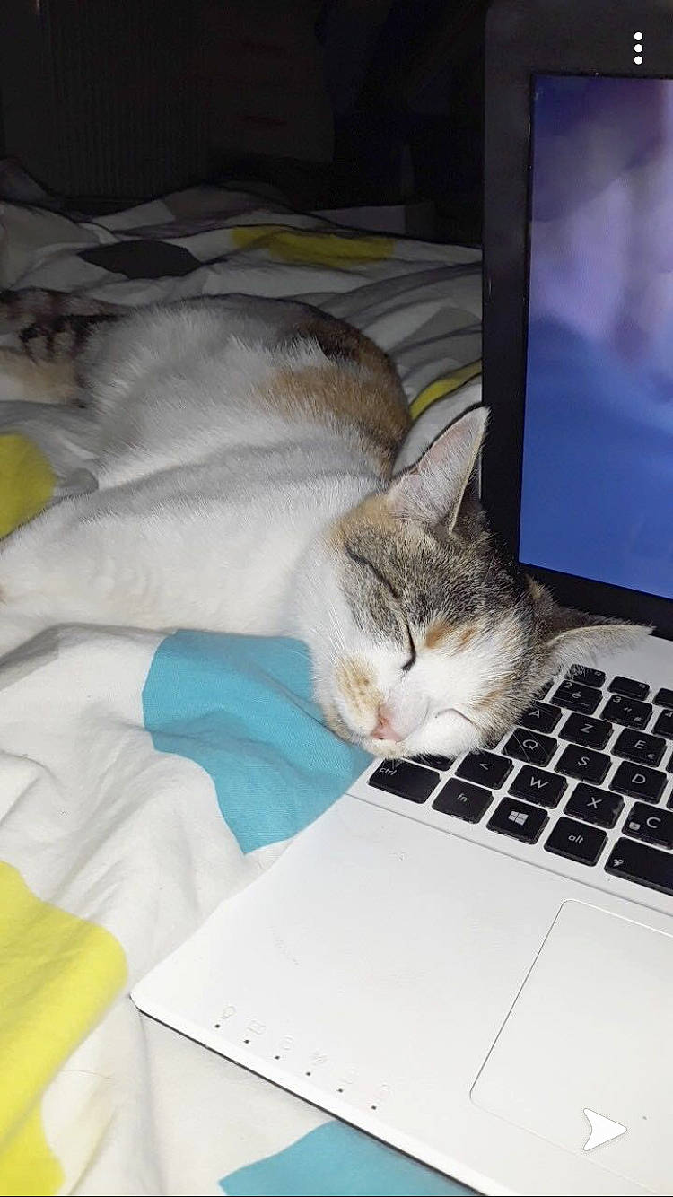 Riette a rejoint le concours — aidez-le/la à gagner de superbes lots ! aegean_cat, american_shorthair, asian, burmilla, carnivore, cat, domestic_short_haired_cat, european_shorthair, felidae, kitten, nap, paw, singapura, sleep, small_to_medium_sized_cats, whiskers