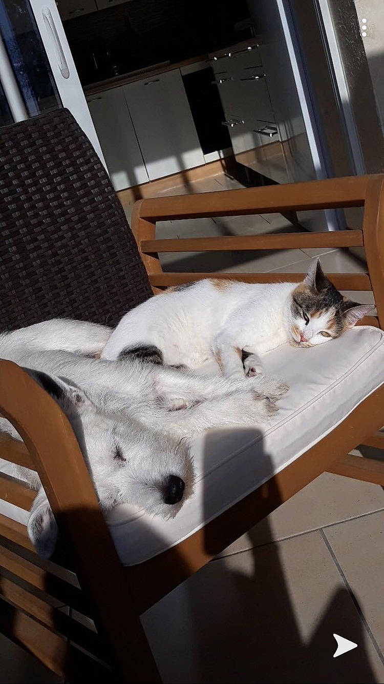 Tictic a rejoint le concours — aidez-le/la à gagner de superbes lots ! aegean_cat, american_shorthair, asian, burmilla, carnivore, cat, chair, domestic_short_haired_cat, european_shorthair, felidae, furniture, kitten, mammal, singapura, small_to_medium_sized_cats, turkish_angora, turkish_van, whiskers