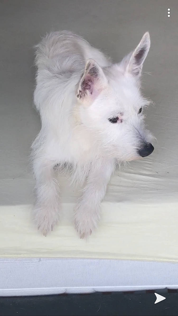 Tictic participe au concours pour gagner de l'argent avec cette photo : berger_blanc_suisse, canidae, carnivore, dog, dog_breed, mammal, non_sporting_group, nose, portuguese_podengo, puppy, rare_breed_dog, terrier, vertebrate, west_highland_white_terrier